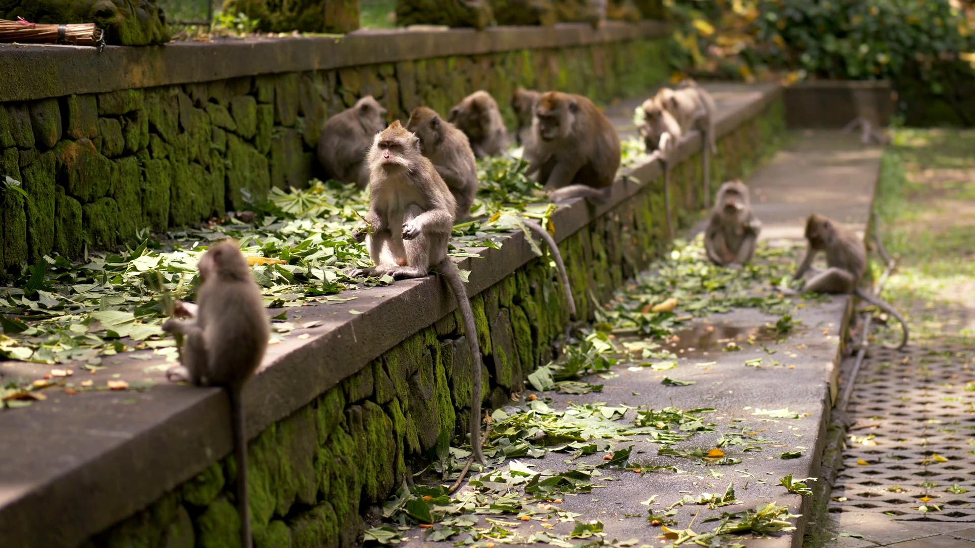 Ubud Monkey Forest