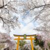 japan_blossom