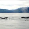 resized whales-ged27859ef_1280 (1)