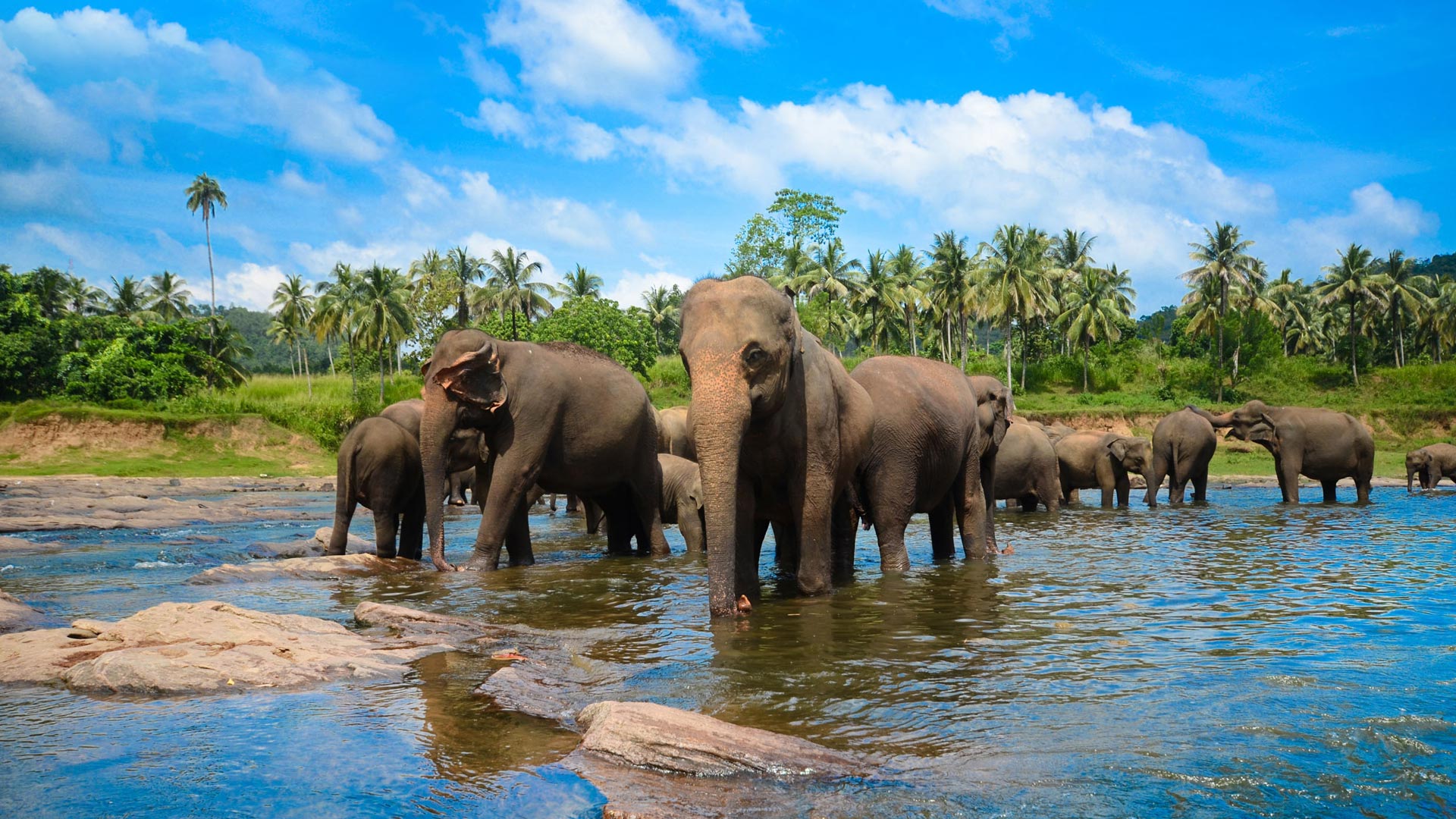 Sri_Lanka_Elephants Sri_Lanka_Elephants