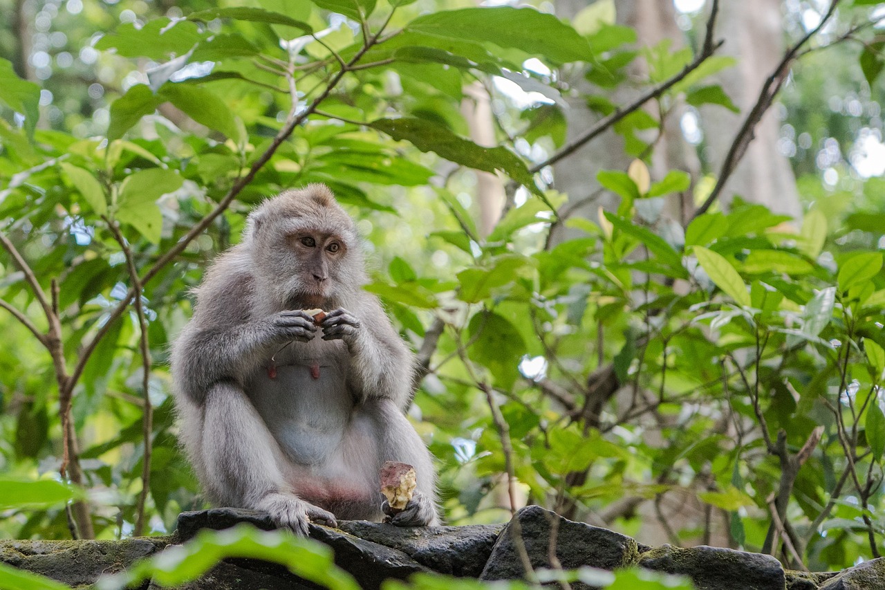 balinese-long-tailed-macaque-3541057_1280 balinese-long-tailed-macaque-3541057_1280