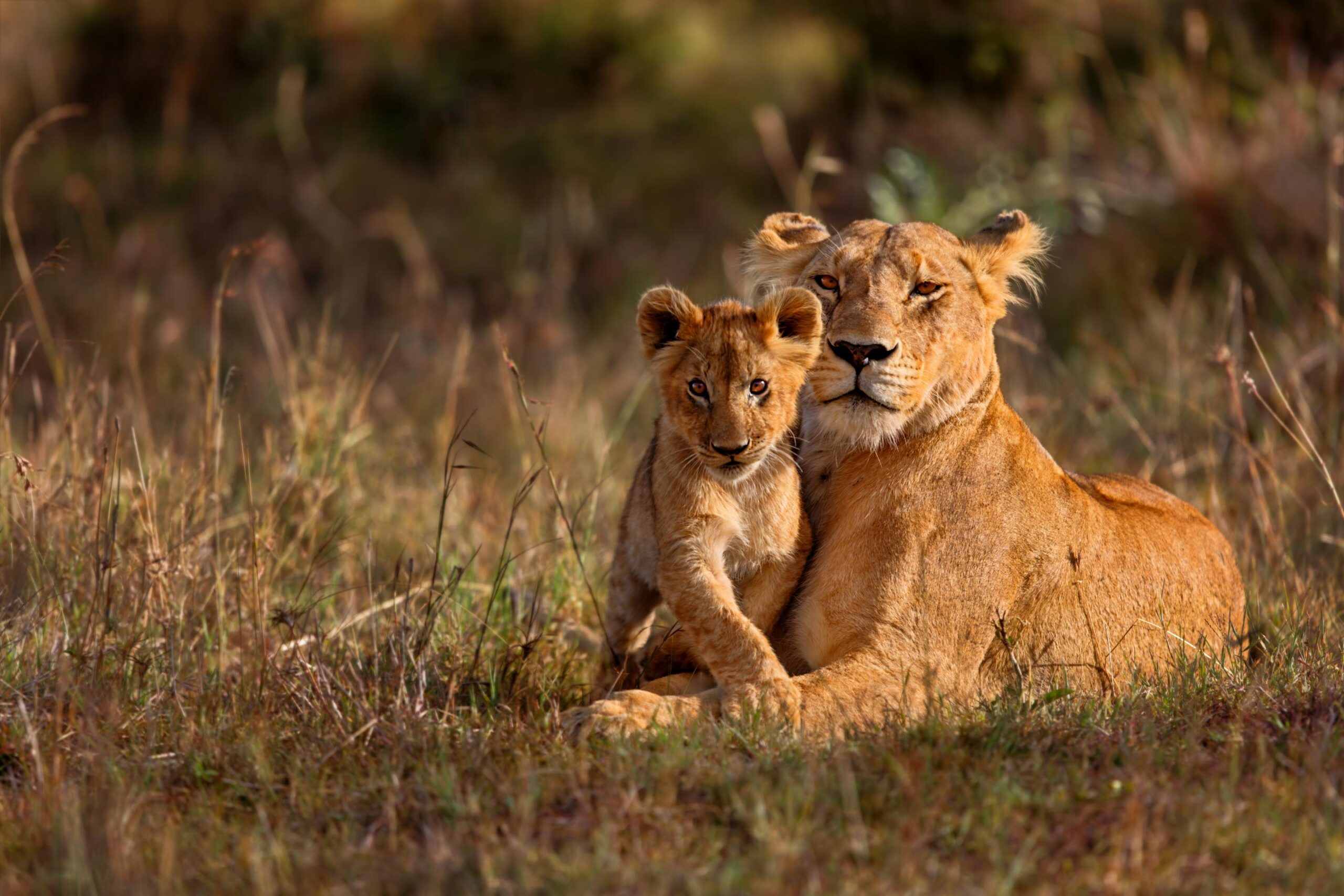 AdobeStock_115326668-Lioness with Cub AdobeStock_115326668-Lioness with Cub