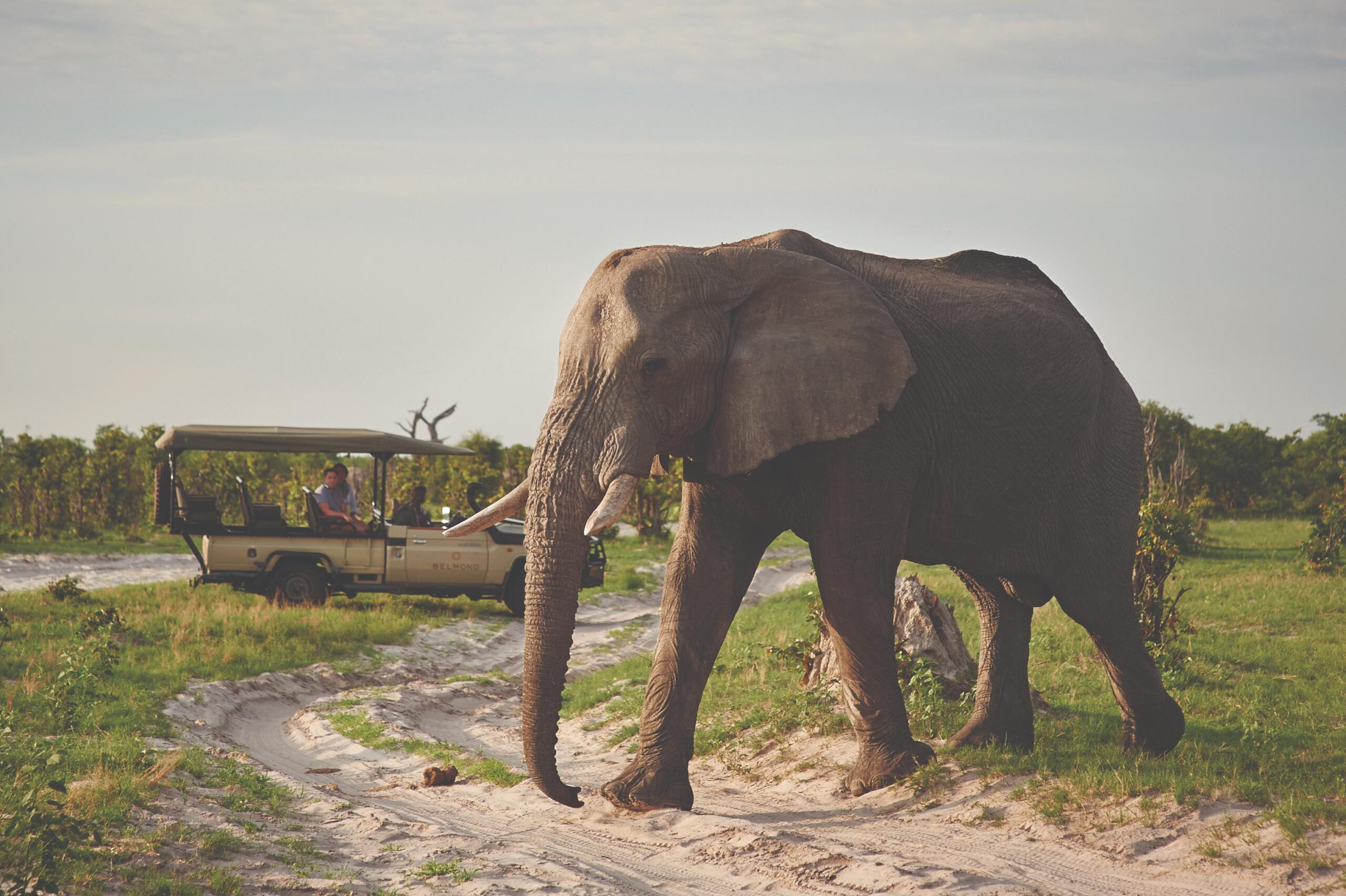 Belmond Elephant BSE_LEI_ACT-02 Belmond Elephant BSE_LEI_ACT-02