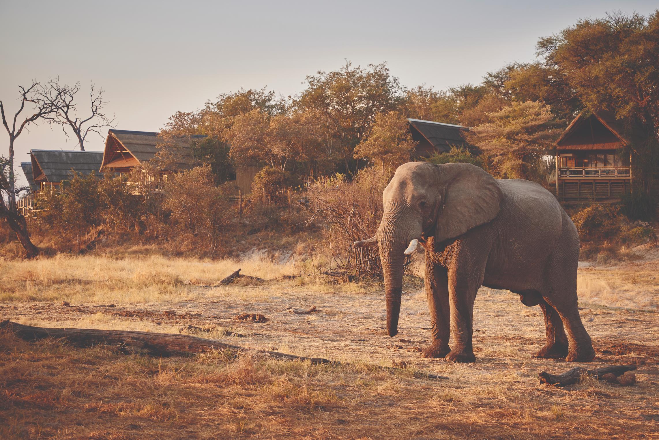 Belmond Savute Elephant Camp BSE-EXT-18 Belmond Savute Elephant Camp BSE-EXT-18