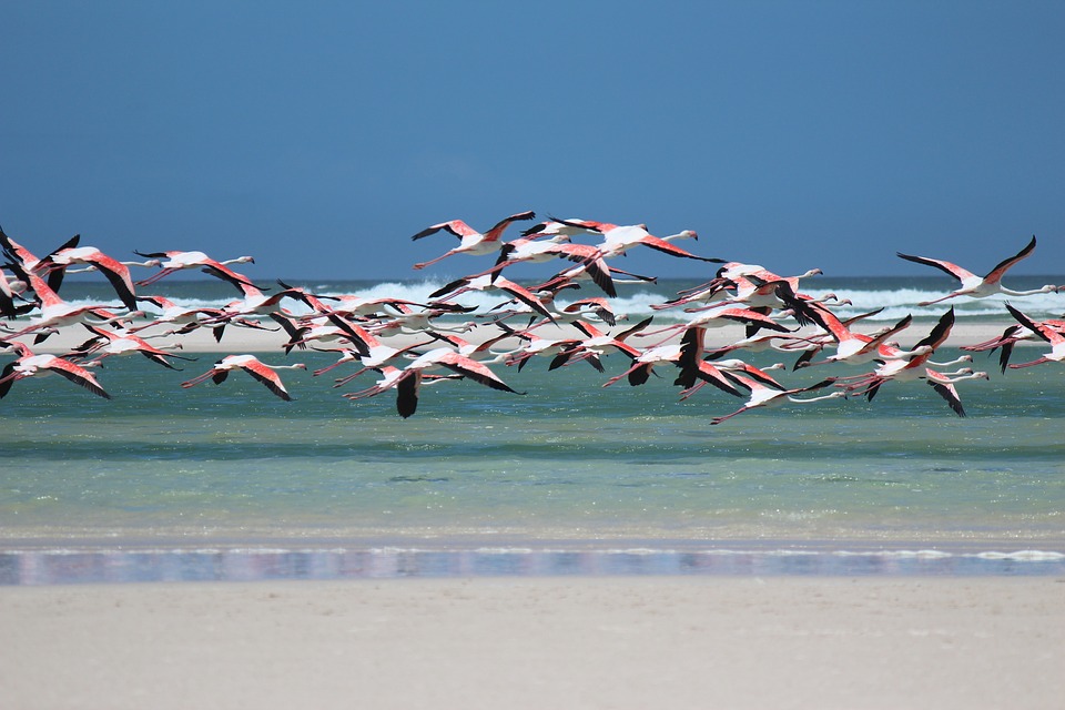 Flamingo Bay Beach Flamingo Bay Beach
