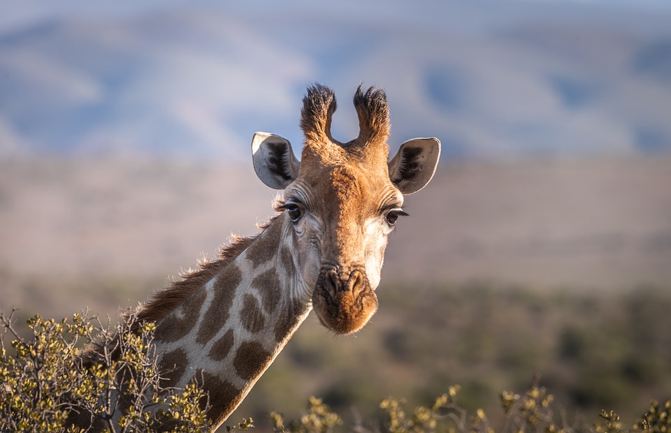 Giraffe Giraffe