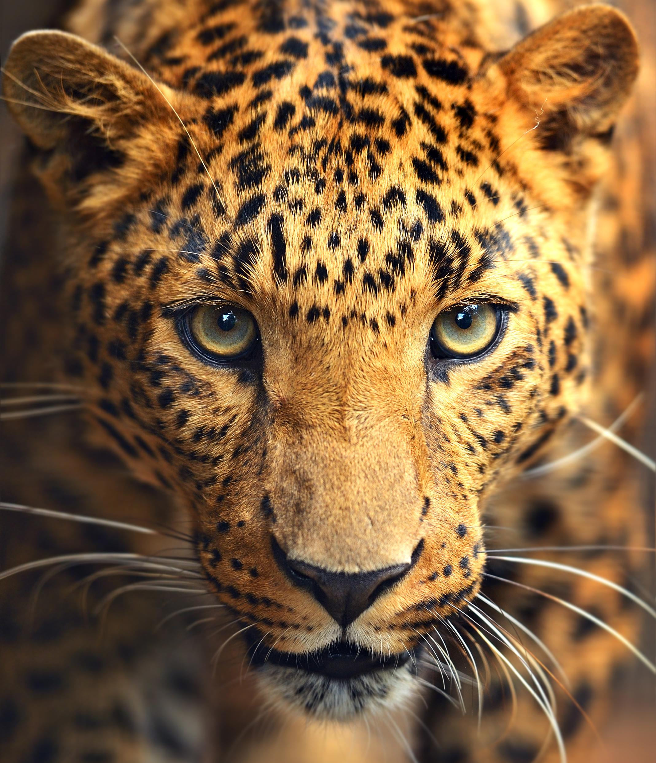Leopard Leopard