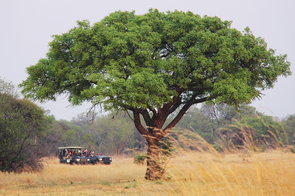 Safari2 Safari2