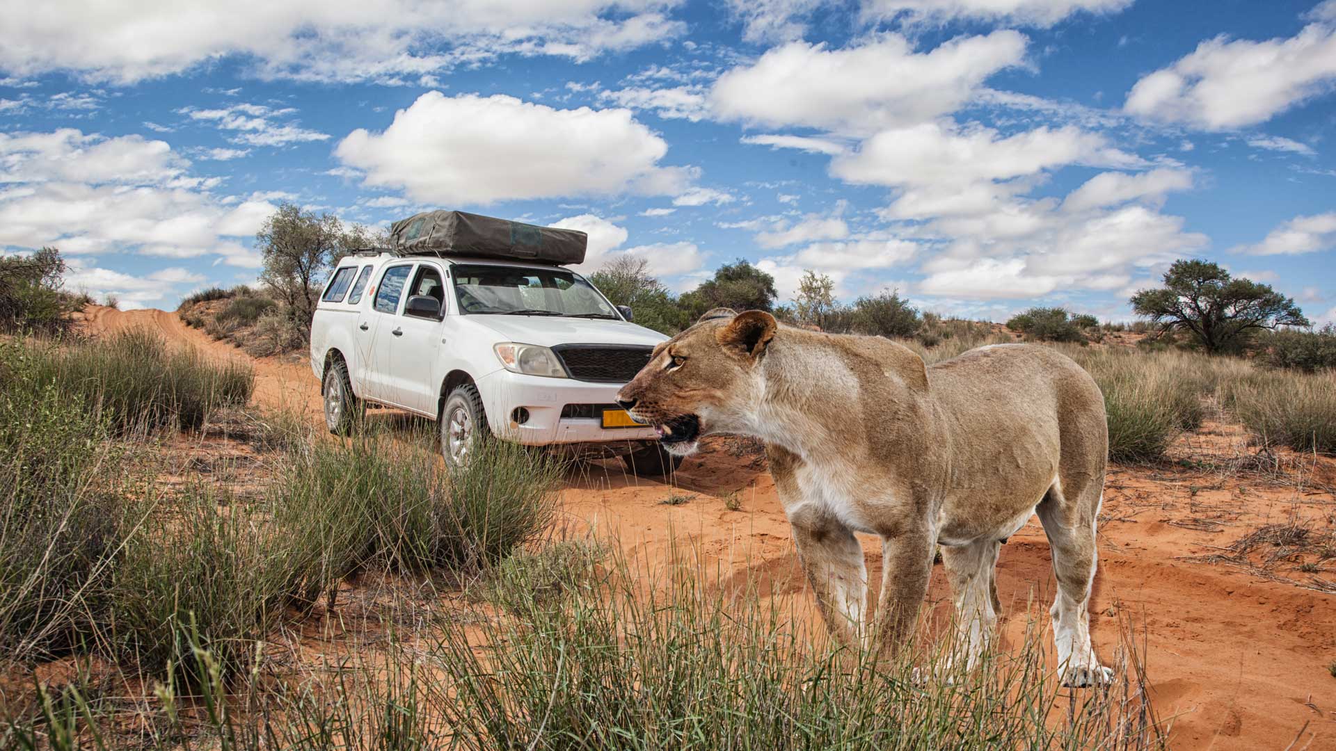 safari safari
