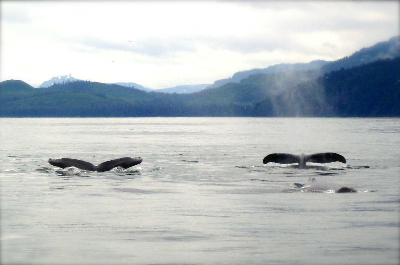 resized whales-ged27859ef_1280 (1) resized whales-ged27859ef_1280 (1)